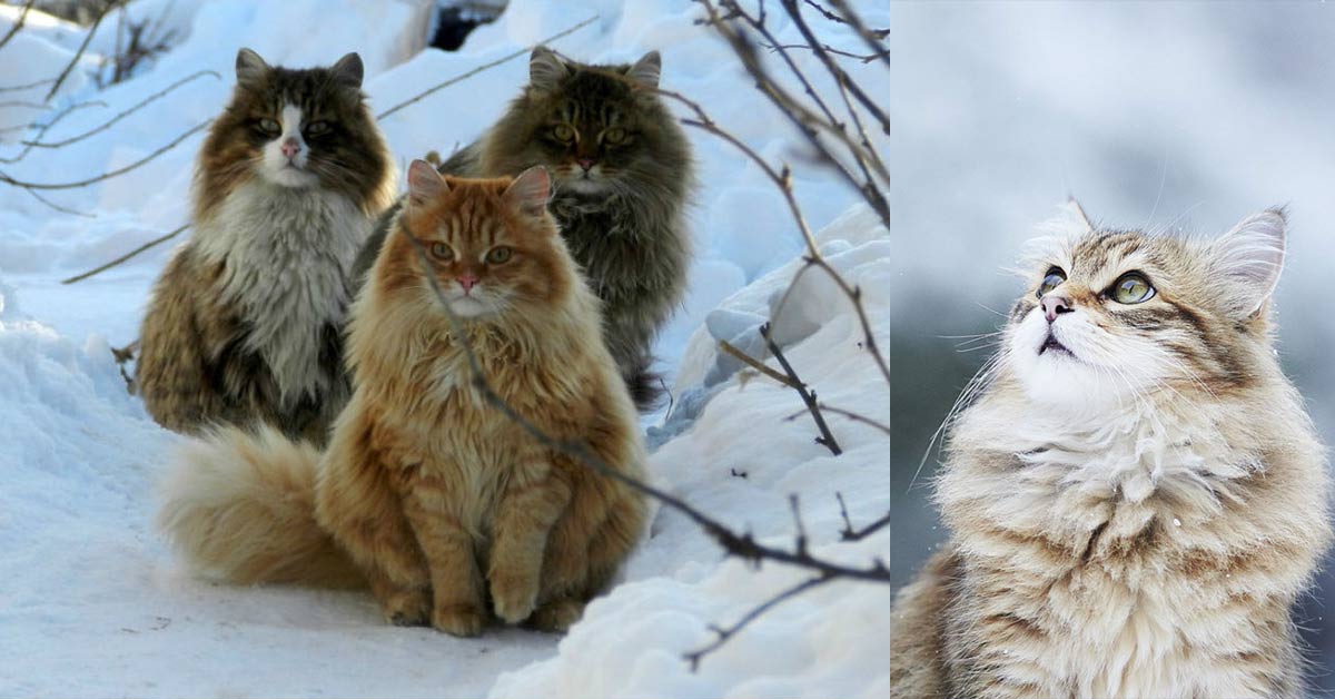 norwegian forest cats