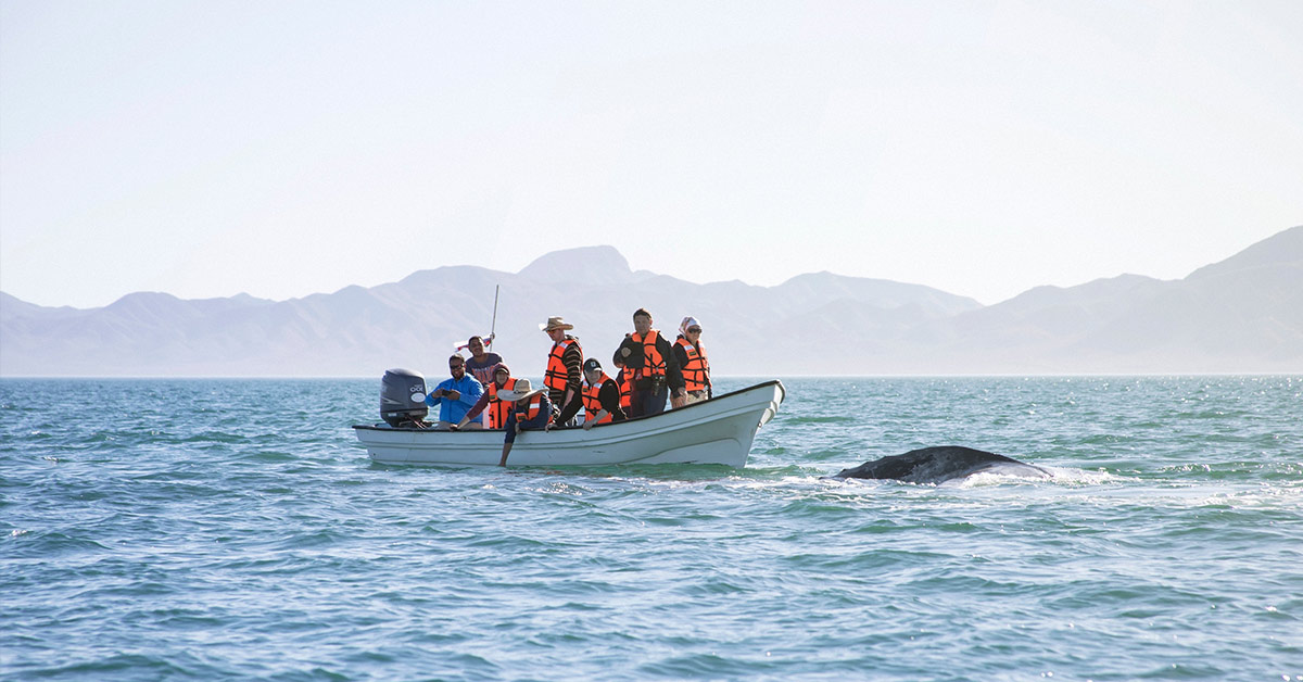 whale watchers on a small boat in the ocean. A whale can be seen slightly exiting the water