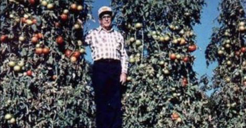 Charles Wilber with his giant tomato plant