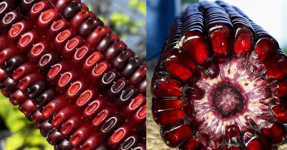 Sparkling Red Native American Corn Saved from Extinction By Moonshiner...
