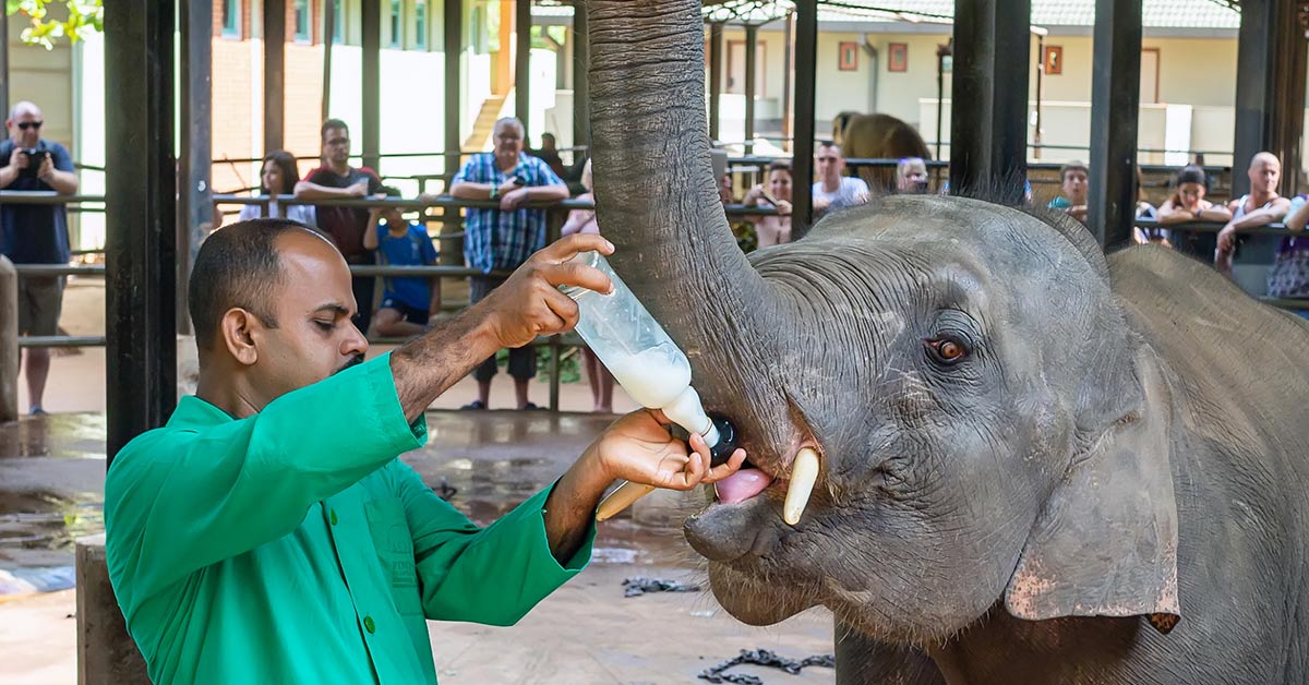 baby elephant being fed milk in a bottle