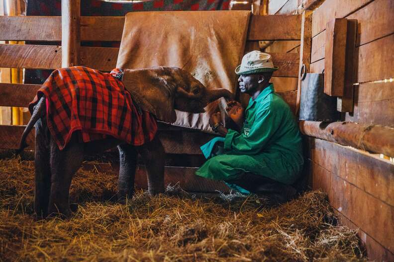  David Sheldrick Wildlife Trust (DSWT) keepers taking care of baby elephants