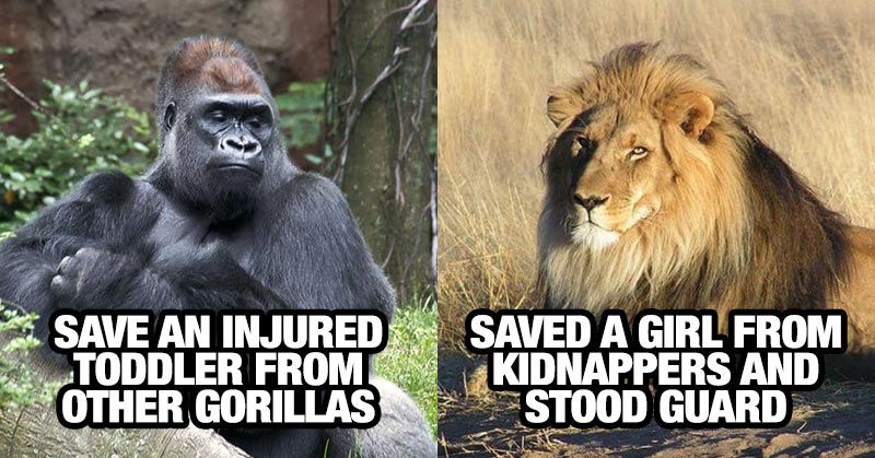 12 Times Wild Animals Actually Saved Humans