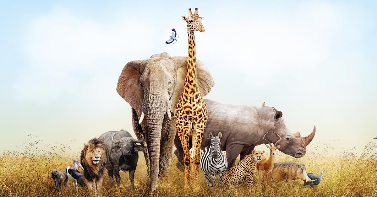 various animals in a golden field featuring an elephant, giraffe, zebra, bird, lion, ox, and cheetah