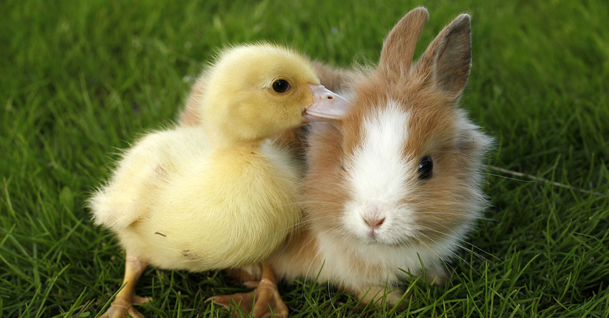 baby chick and rabbit