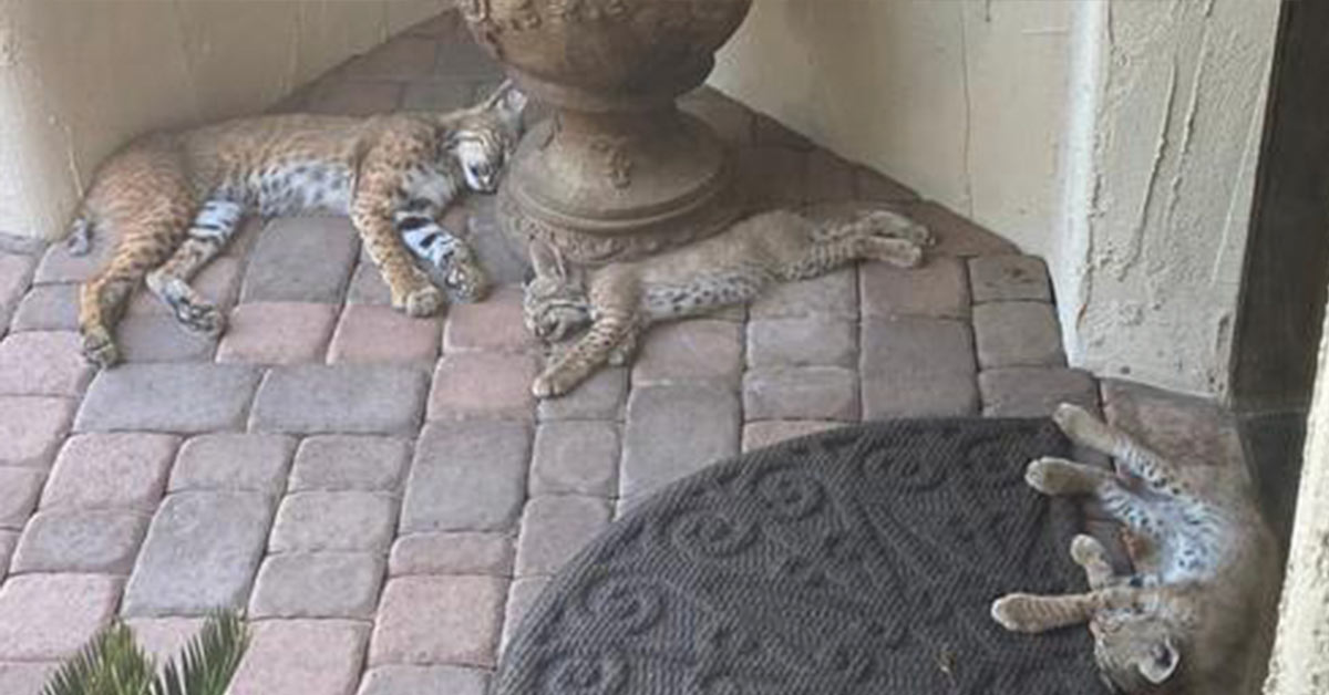 Adorable bobcats family move into woman’s front yard for over a mont...