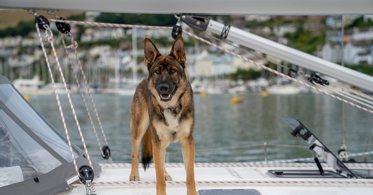 German Shepherd on boat