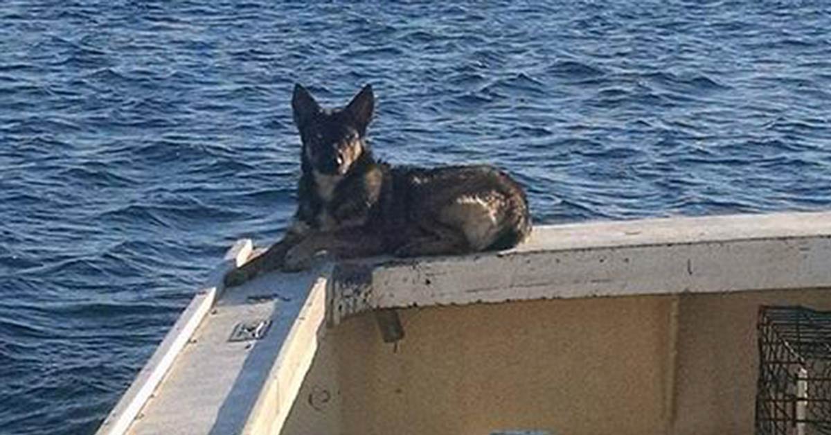 German Shepherd Who Has Been Lost For 5 Weeks At Sea, Miraculously Fou...