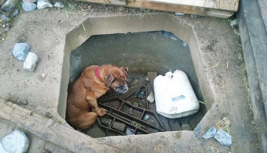 dog found in a concrete hole