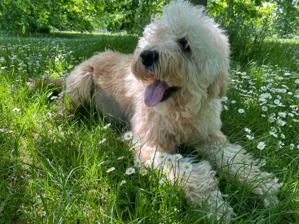Monty the Labradoodle