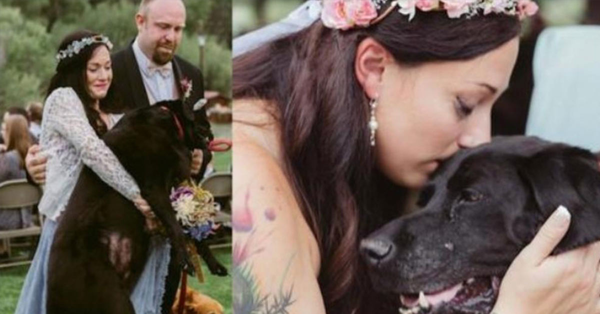 Bride’s Dying Dog Was Carried Down The Aisle, And There Wasn’t A D...