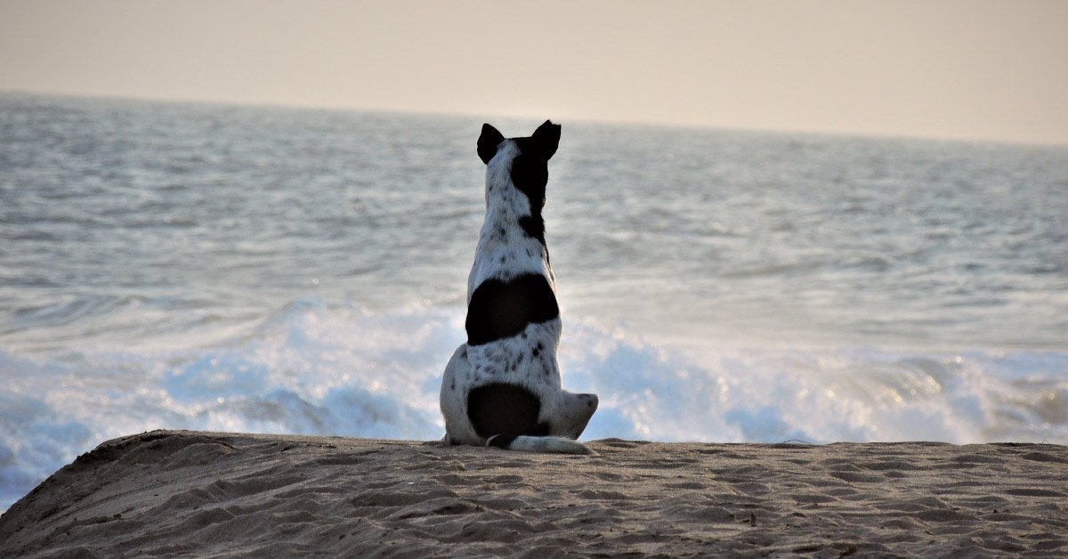 dog sitting on a beach facing the ocean