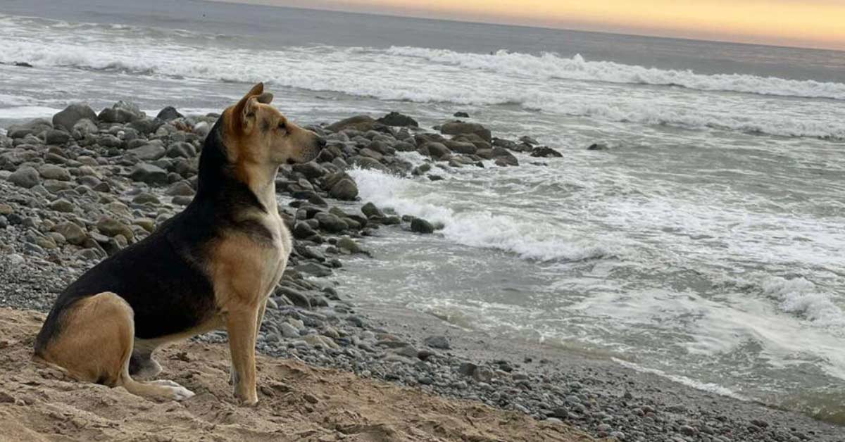 Woman At The Beach Meets A Dog Who Won’t Stop Staring Out To Sea