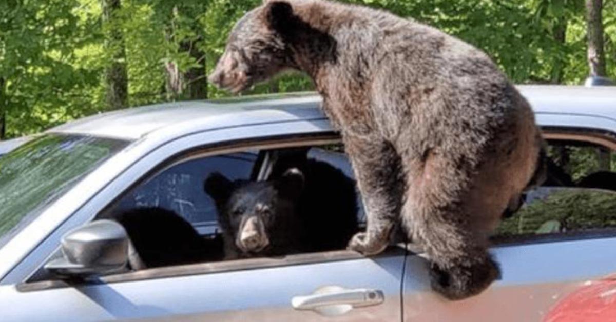 Man Walks Outside And Discovers That An Entire Family Of Bears Have Sn...