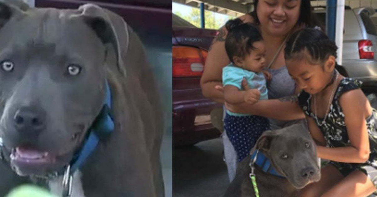 Pitbull grabbed a 7-month-old baby girl from the room and took her out...