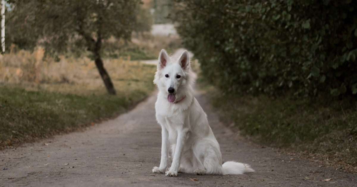 a white shaggy breed of dog sitting on a park trail