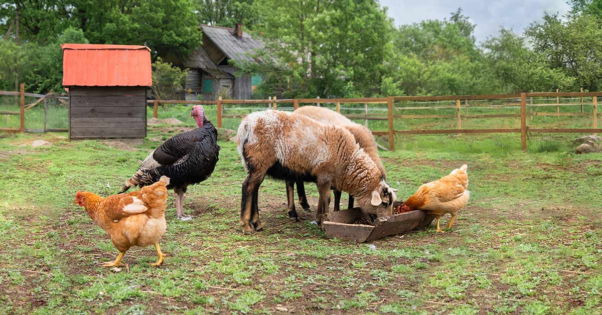 farm animas including a turkey, chickens and sheep in a farmer's field