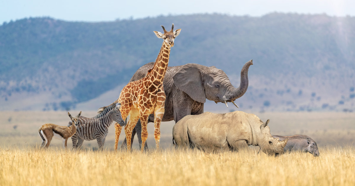 various African animals, a giraffe, elephant, zebra, rhinosnorus, and gezel