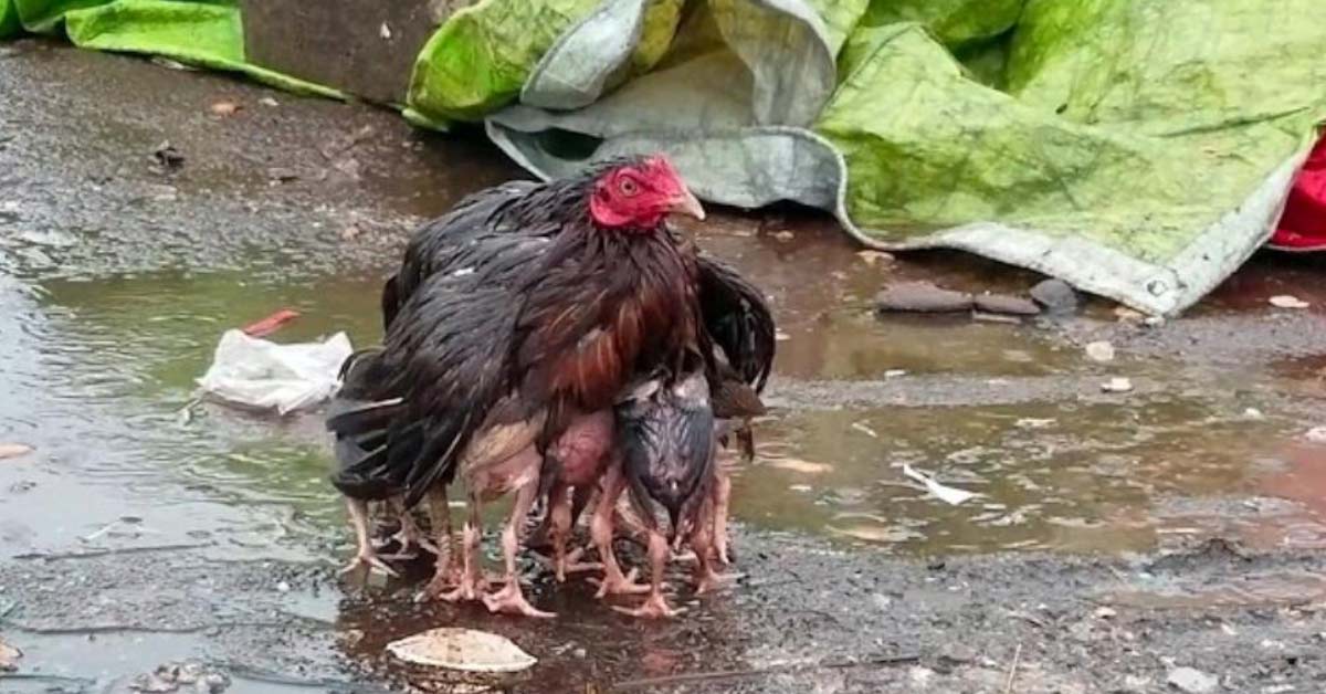 Can You Spot The Reason This Photo Of A Chicken Is Going Viral?
