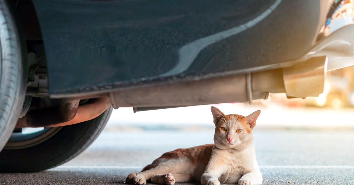 cat underneath car