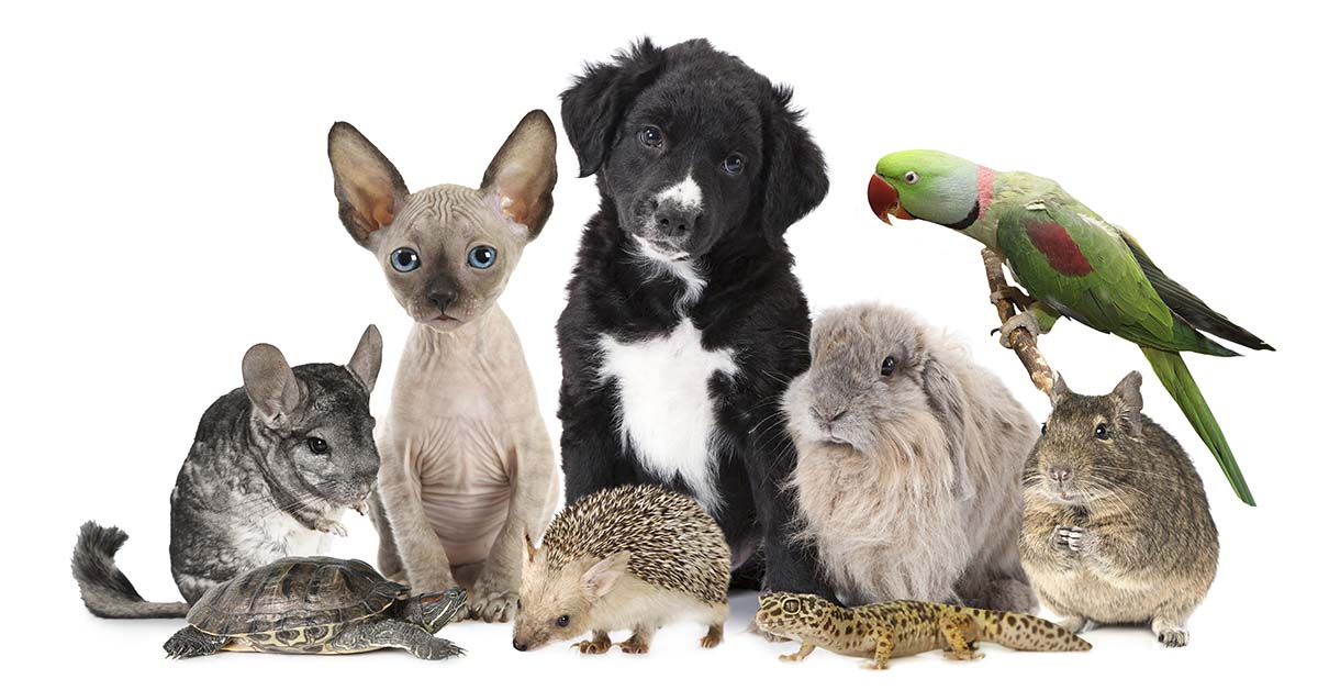 various animals a dog, car, parrot, rabbit, hedgehog, and turtle