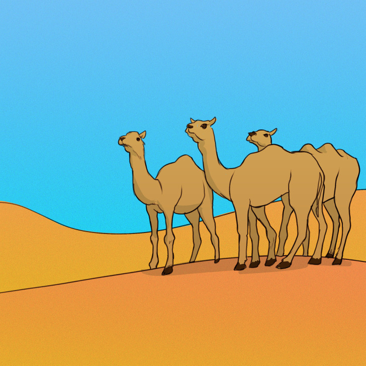 illustration: camels in desert 