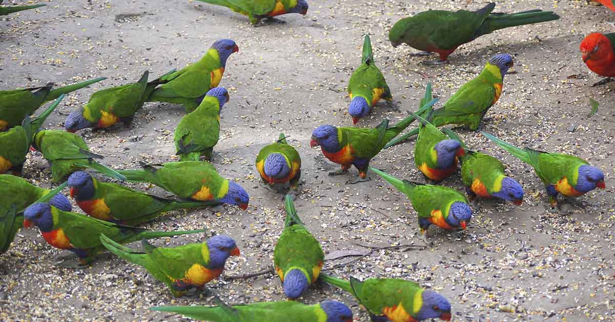 group of green parrots